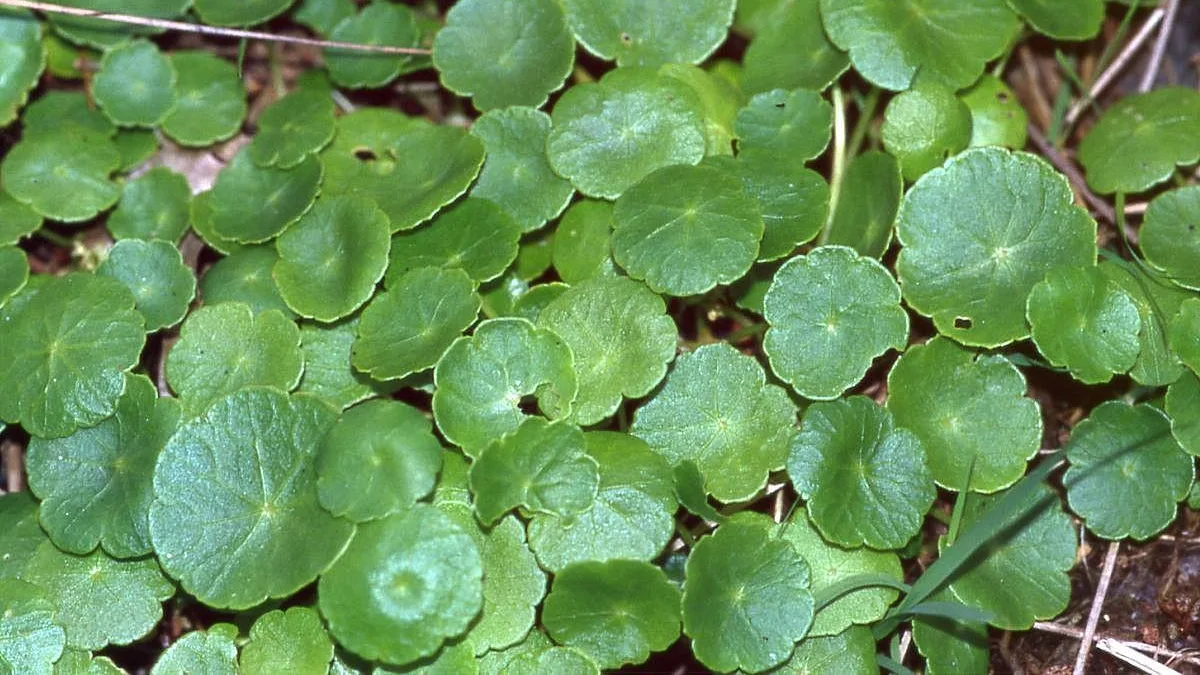 Gewone waternavel