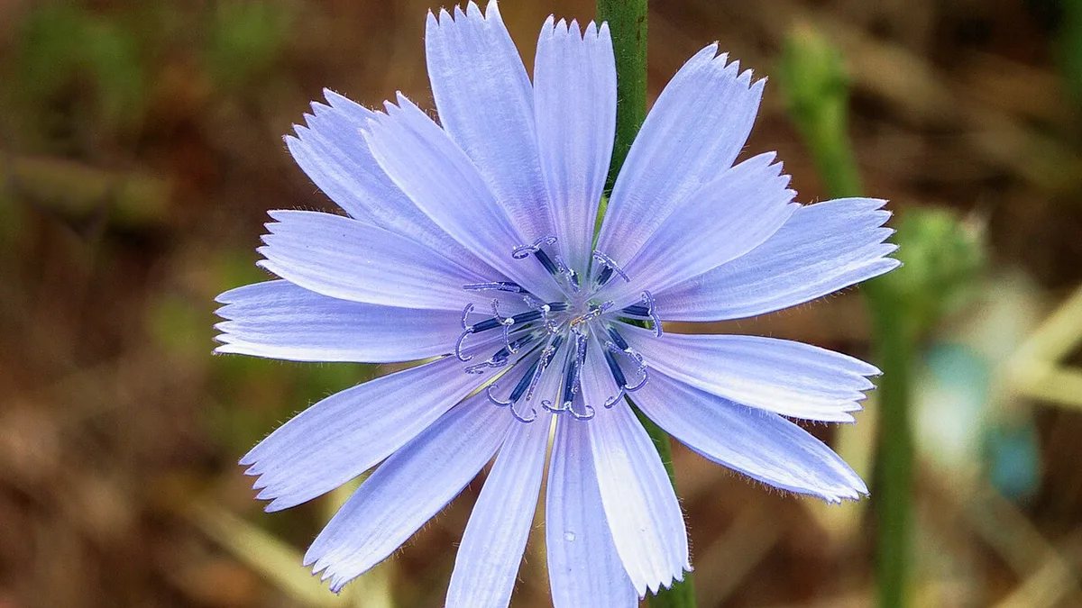 Wilde cichorei