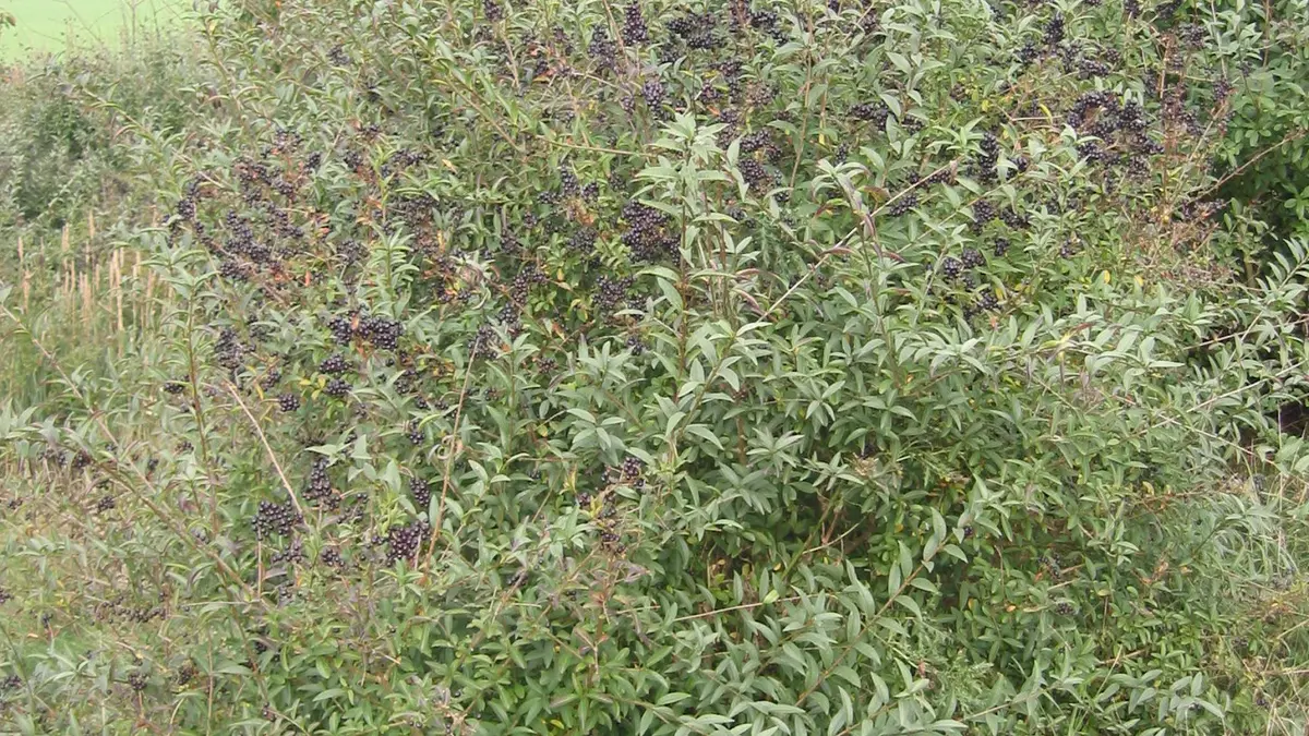 Wilde liguster