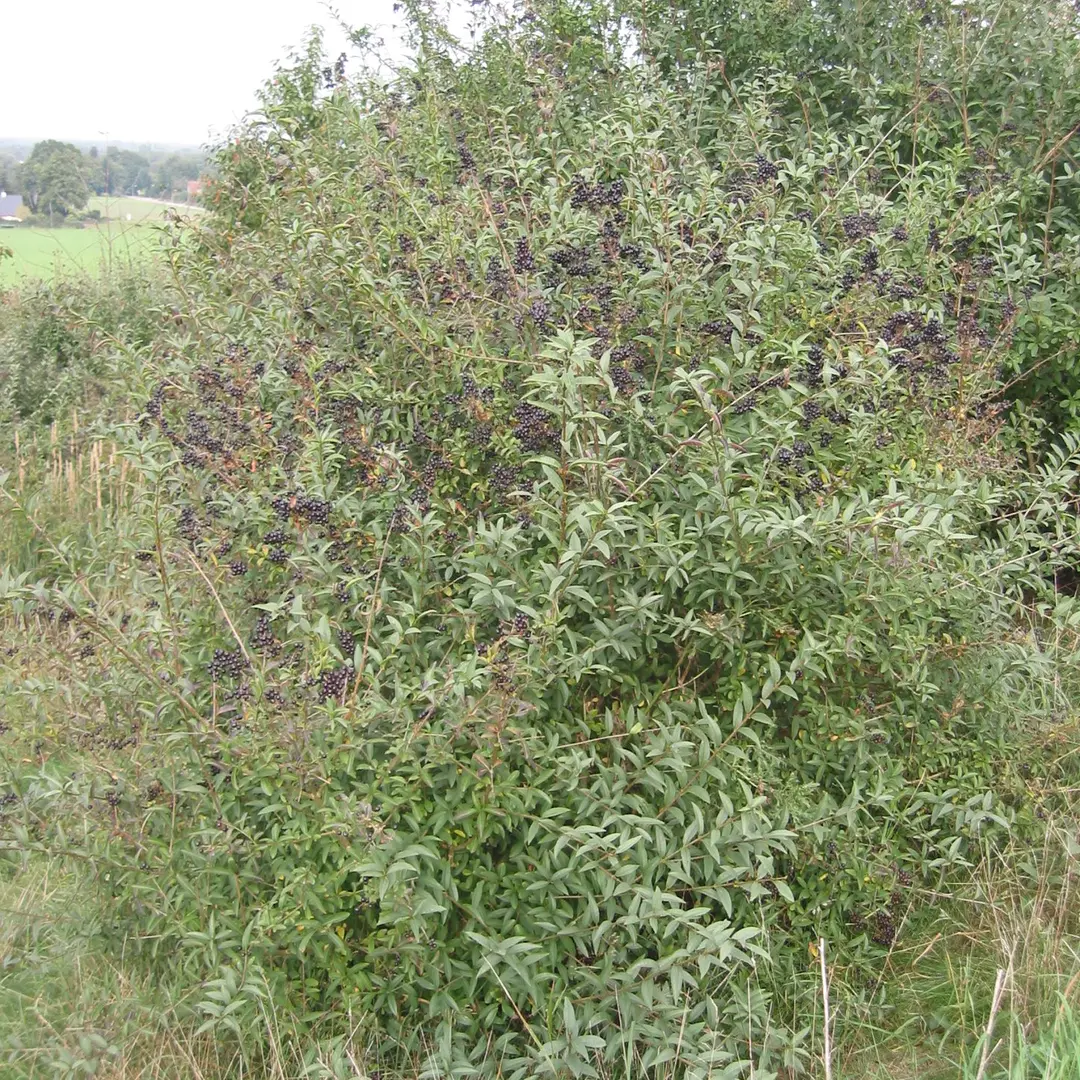 Wilde liguster