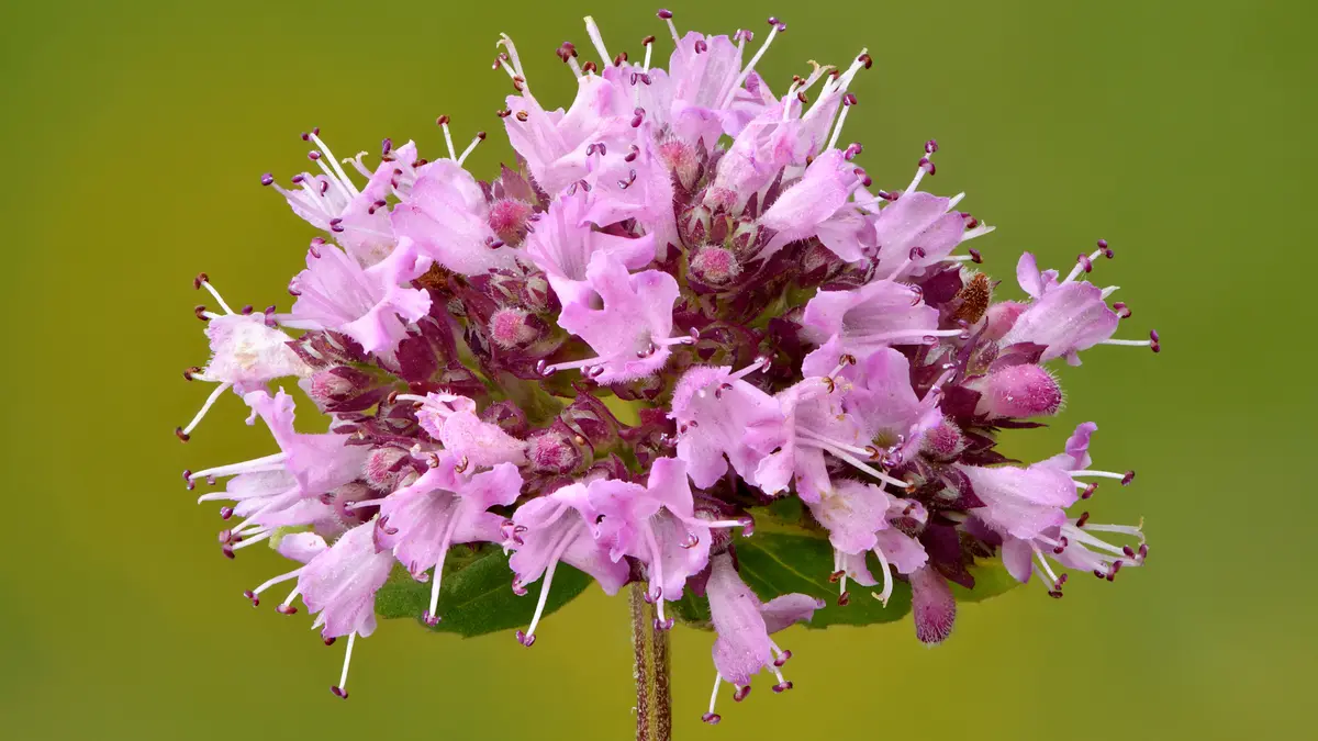 Wilde marjolein