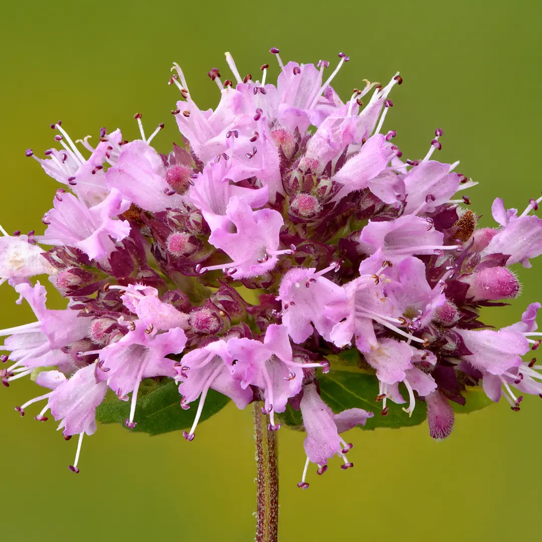 Wilde marjolein