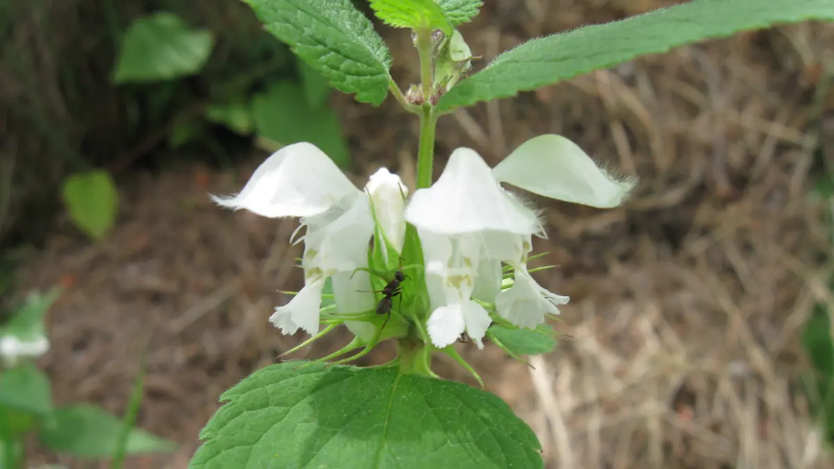 Witte dovenetel