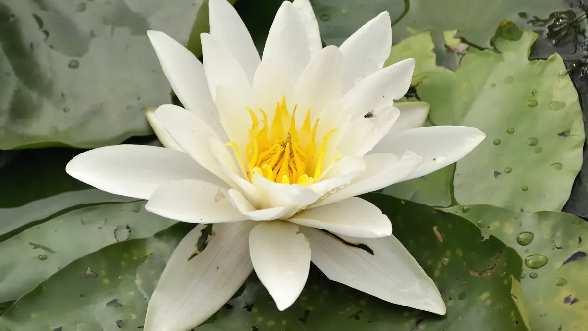 Witte waterlelie