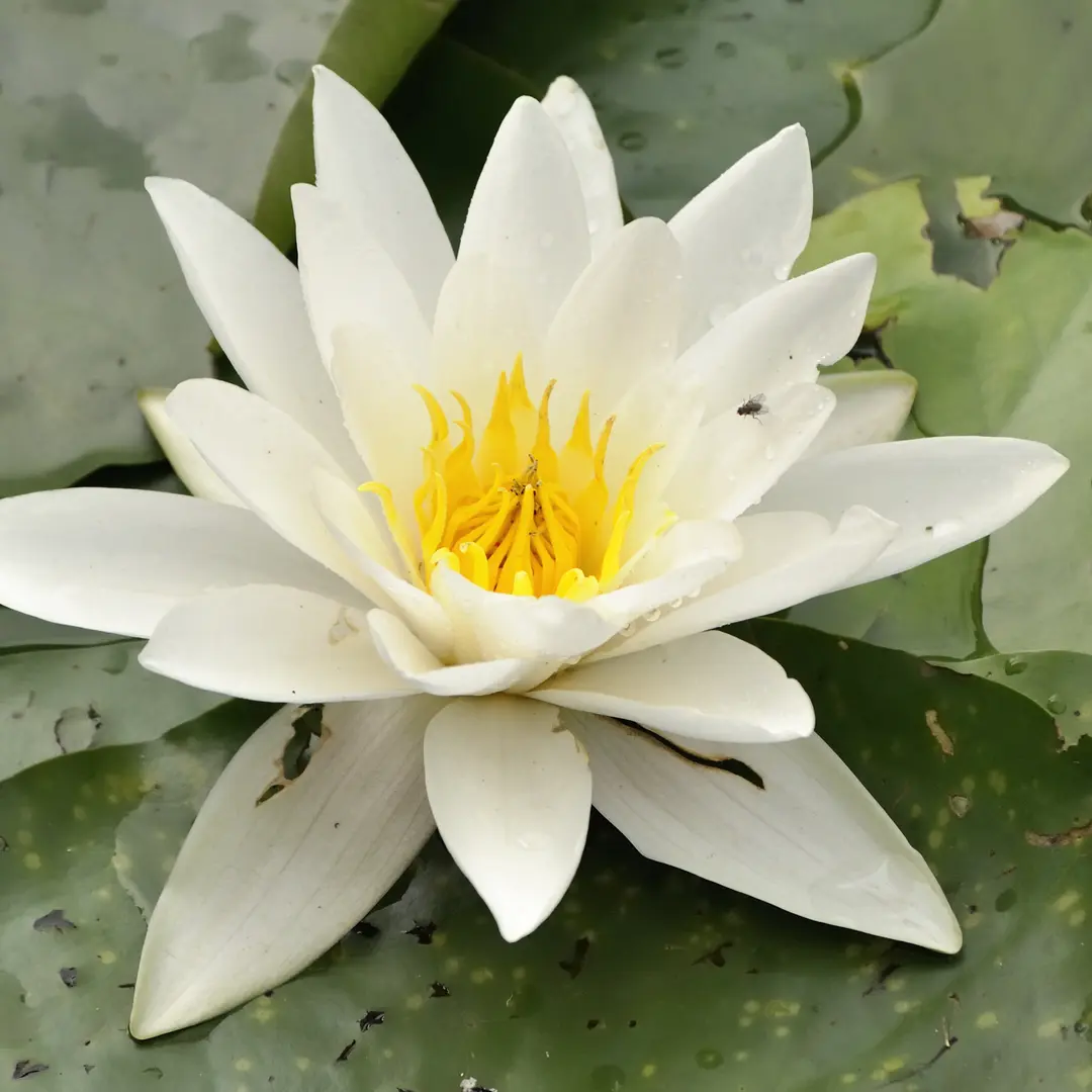 Witte waterlelie