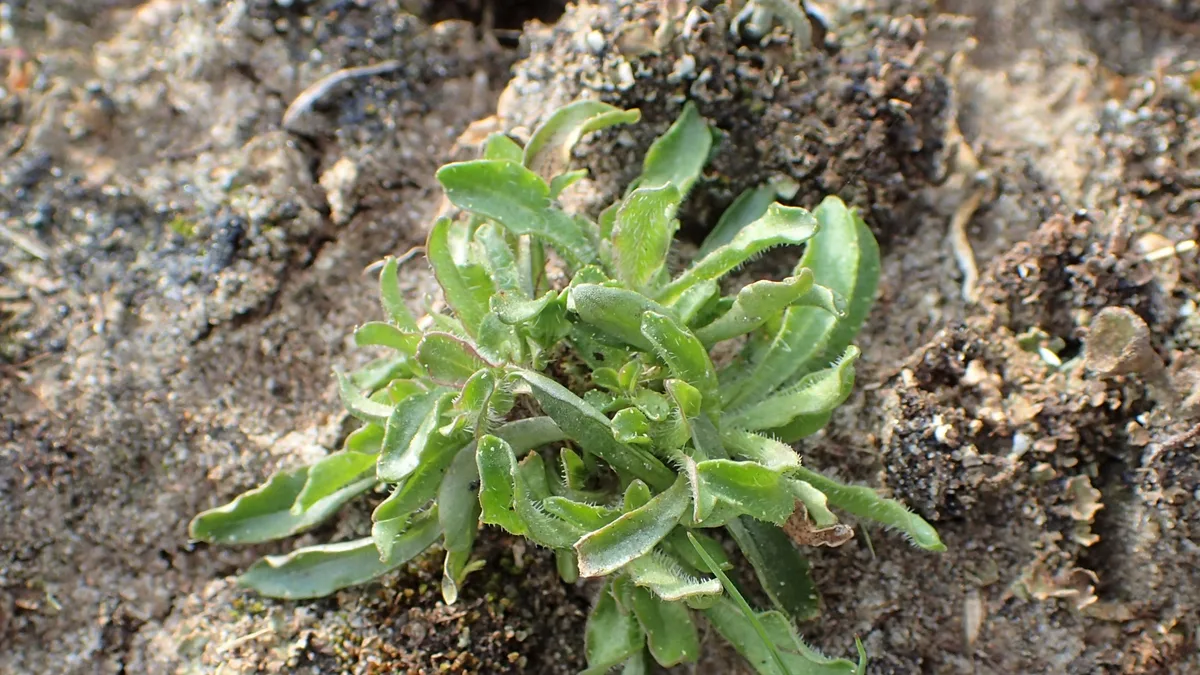 Zandblauwtje
