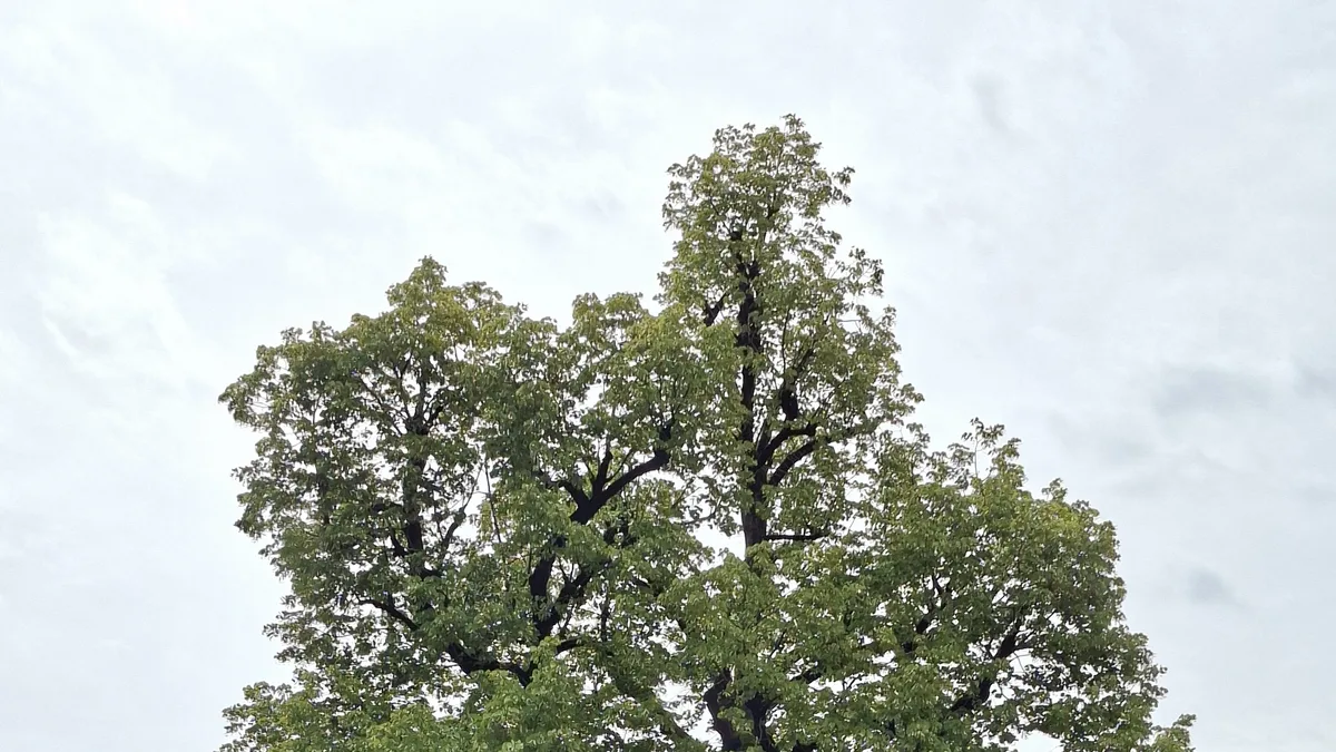 Zomerlinde
