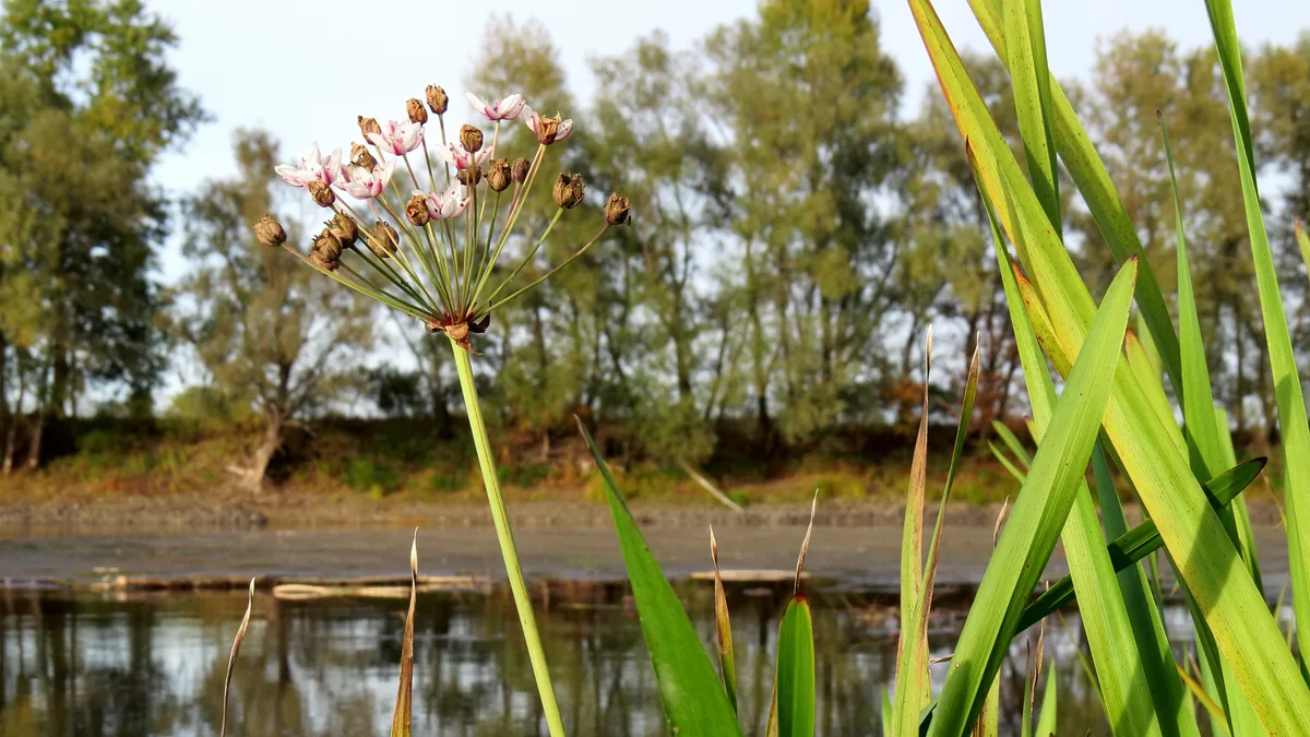 Zwanenbloem