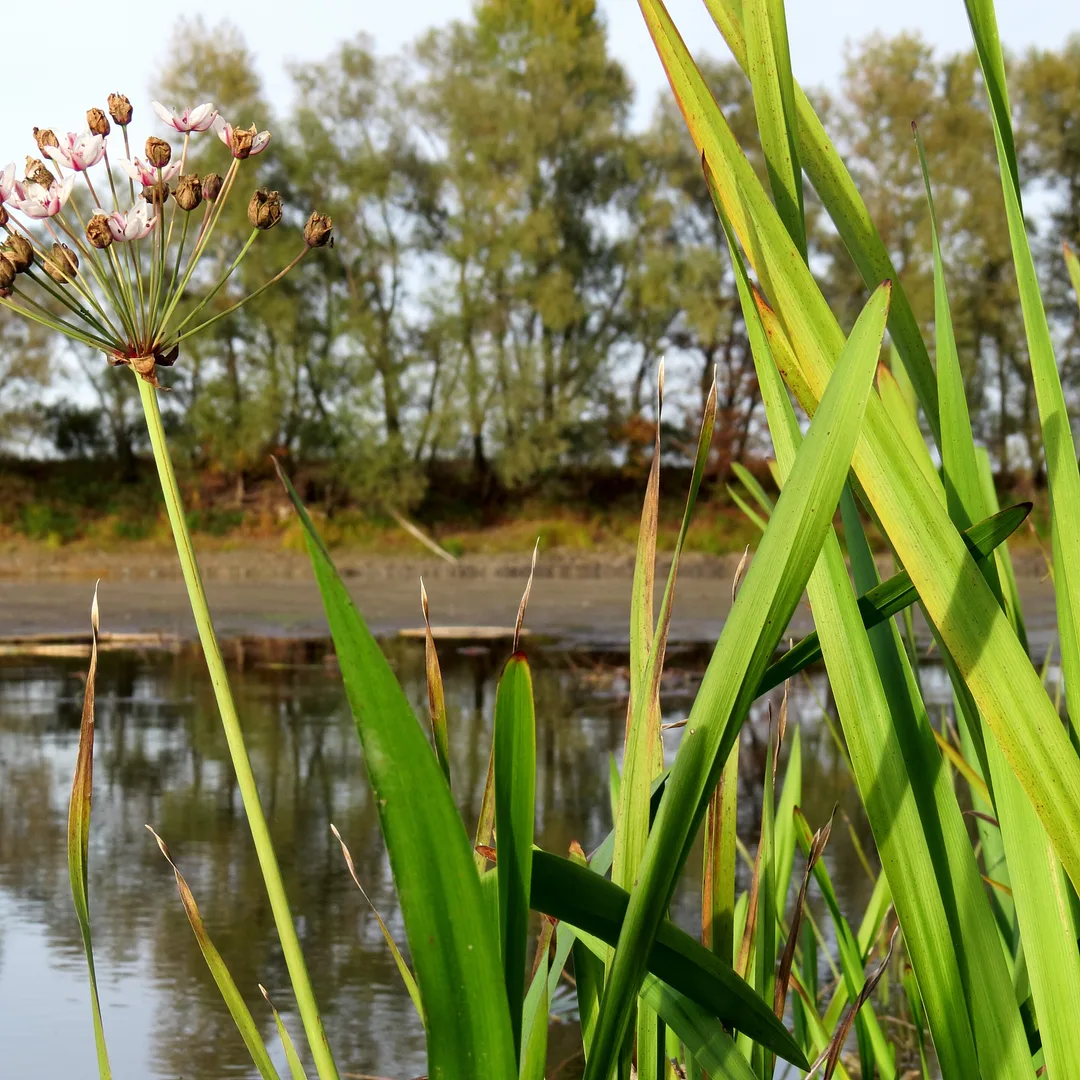 Zwanenbloem